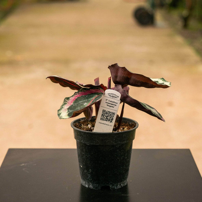 Gabriella Plants Marantaceae 4" Calathea roseopicta ‘Angela’
