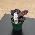 Gabriella Plants Other 4" Calathea roseopicta 'Dottie'