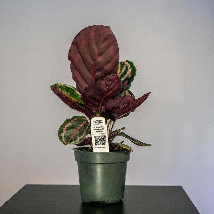 Gabriella Plants Other 4" Calathea roseopicta 'Illustris'