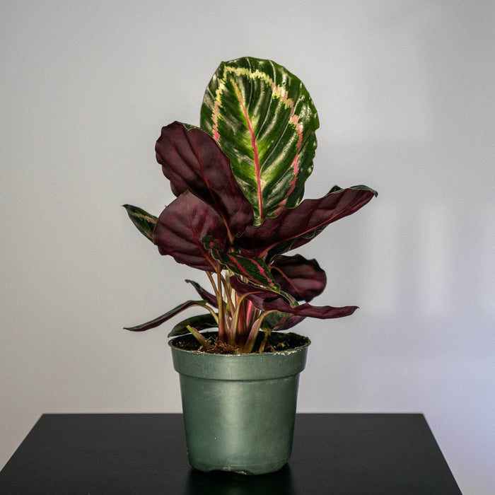 Gabriella Plants Other 4" Calathea roseopicta 'Illustris'