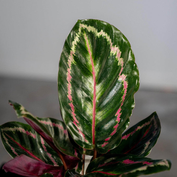 Gabriella Plants Other 4" Calathea roseopicta 'Illustris'