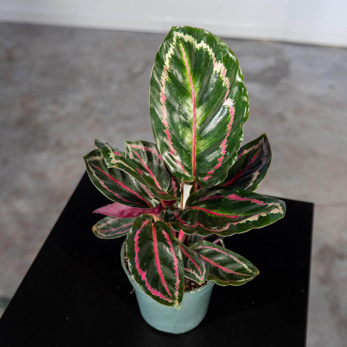Gabriella Plants Other 4" Calathea roseopicta 'Illustris'