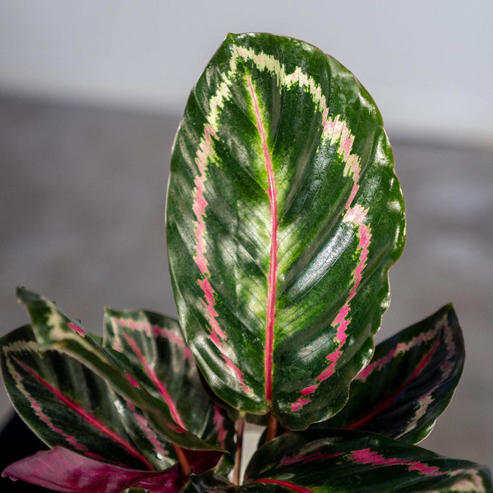Gabriella Plants Other 4" Calathea roseopicta 'Illustris'