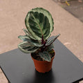 Gabriella Plants Other 4 Calathea roseopicta 'Medallion v2'