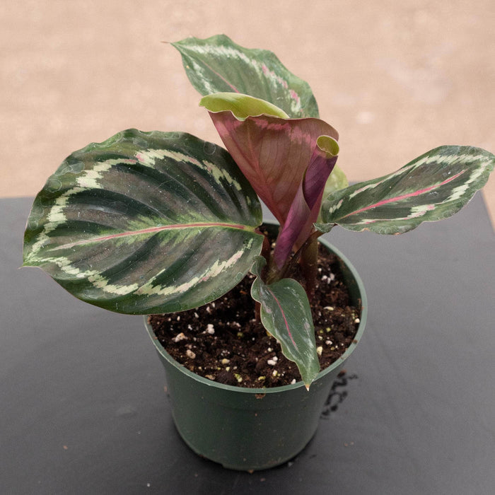 Gabriella Plants Other 4" Calathea roseopicta 'Medallion'