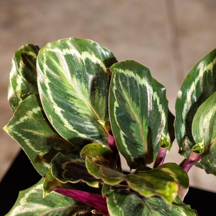 Gabriella Plants Other Calathea roseopicta 'Medallion'