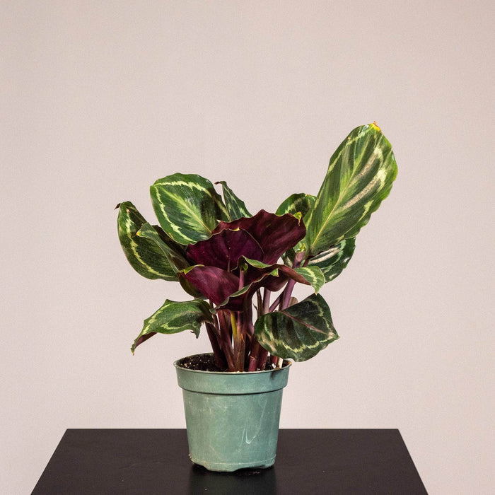 Gabriella Plants Other Calathea roseopicta 'Medallion'