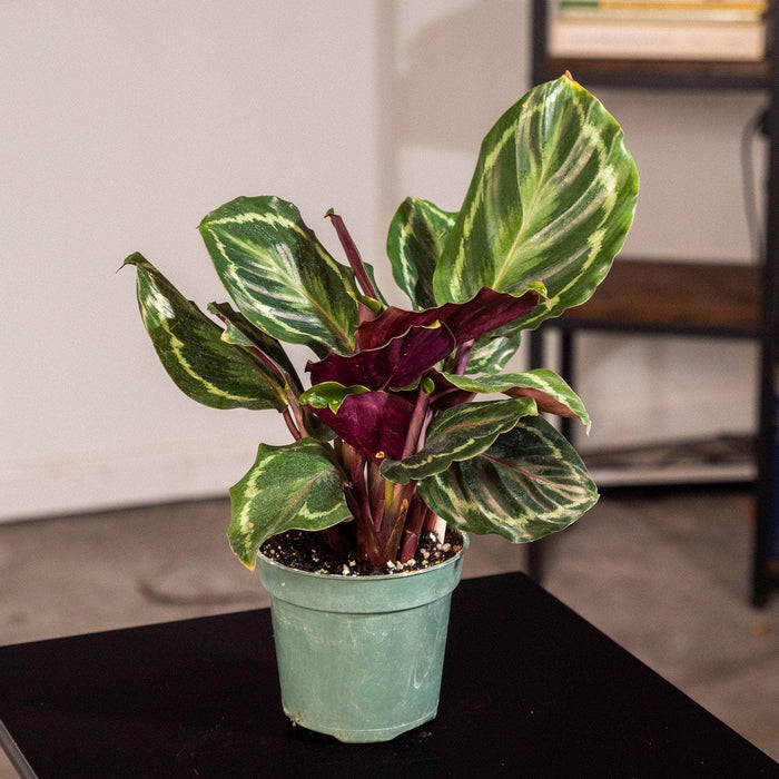 Gabriella Plants Other 4" Calathea roseopicta 'Medallion'