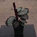 Gabriella Plants 4" Calathea roseopicta 'Northern Lights'