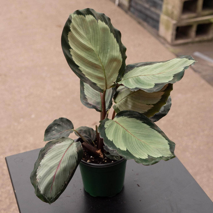 Gabriella Plants Calathea 4" Calathea roseopicta 'Rosastar'
