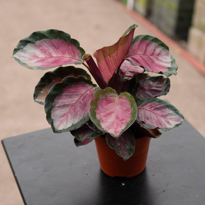 Gabriella Plants Other 4" Calathea roseopicta 'Rosey'