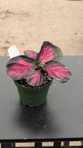 Gabriella Plants Other 4" Calathea roseopicta 'Rosey'