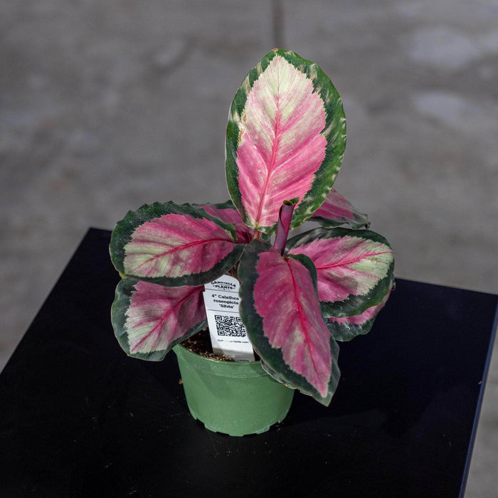 Gabriella Plants Other 4" Calathea roseopicta 'Silvia'