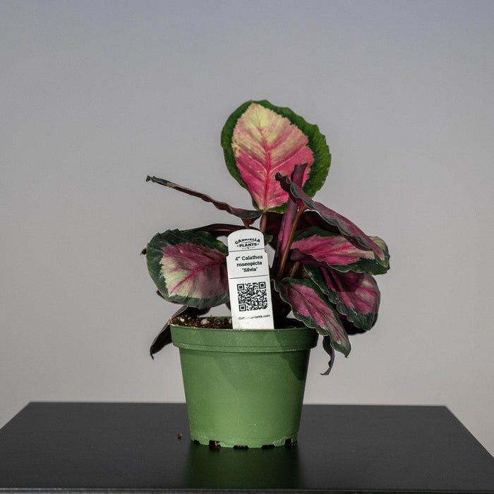 Gabriella Plants Other 4" Calathea roseopicta 'Silvia'