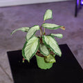 Gabriella Plants Other 4" Calathea 'Royal Standard'