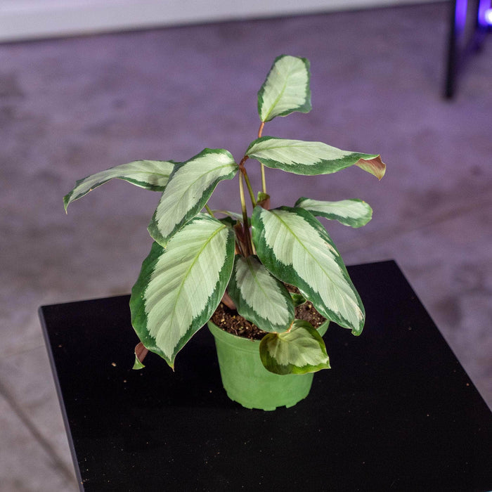 Gabriella Plants Other 4" Calathea 'Royal Standard'
