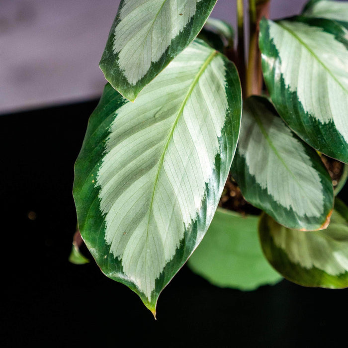 Gabriella Plants Other 4" Calathea 'Royal Standard'