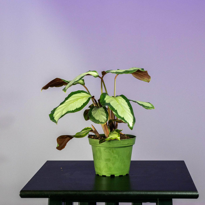 Gabriella Plants Other 4" Calathea 'Royal Standard'