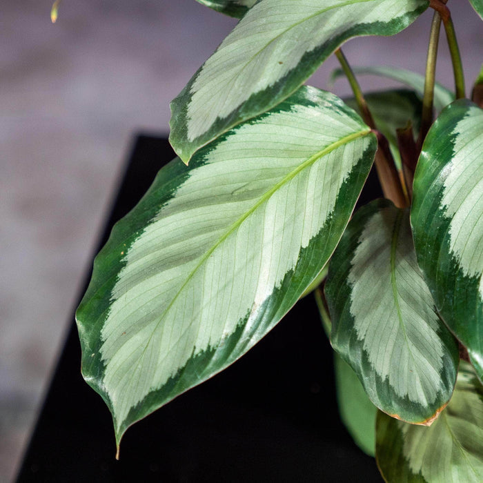 Gabriella Plants Other 4" Calathea 'Royal Standard'