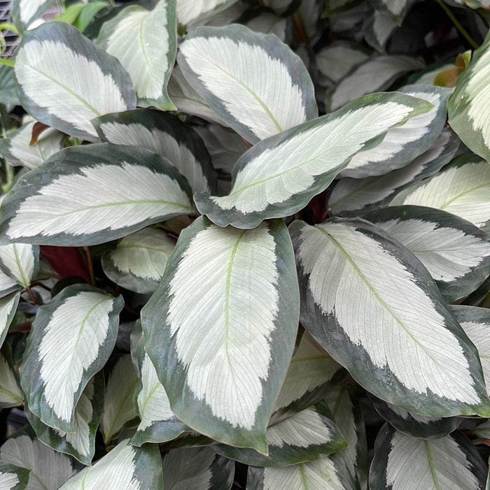 Gabriella Plants Calathea 4" Calathea 'Royal Standard'