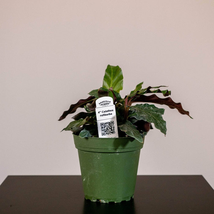 Gabriella Plants Other 4" Calathea rufibarba