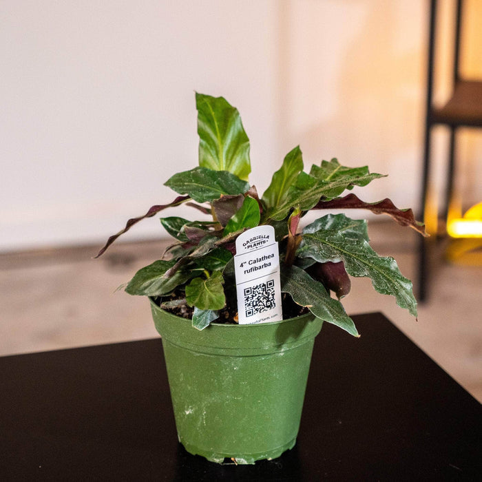 Gabriella Plants Other 4" Calathea rufibarba
