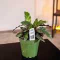 Gabriella Plants Other 4" Calathea rufibarba