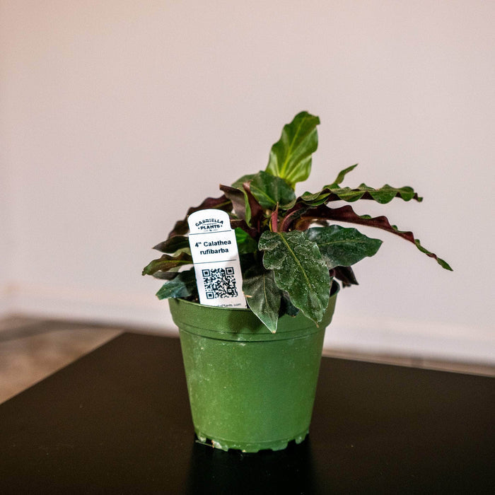 Gabriella Plants Other 4" Calathea rufibarba