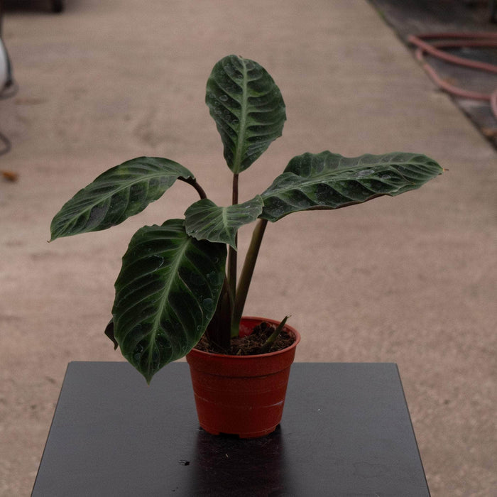 Gabriella Plants Other 4" Calathea warscewiczii "Jungle Velvet"