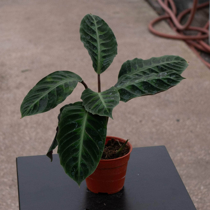 Gabriella Plants Other 4" Calathea warscewiczii "Jungle Velvet"