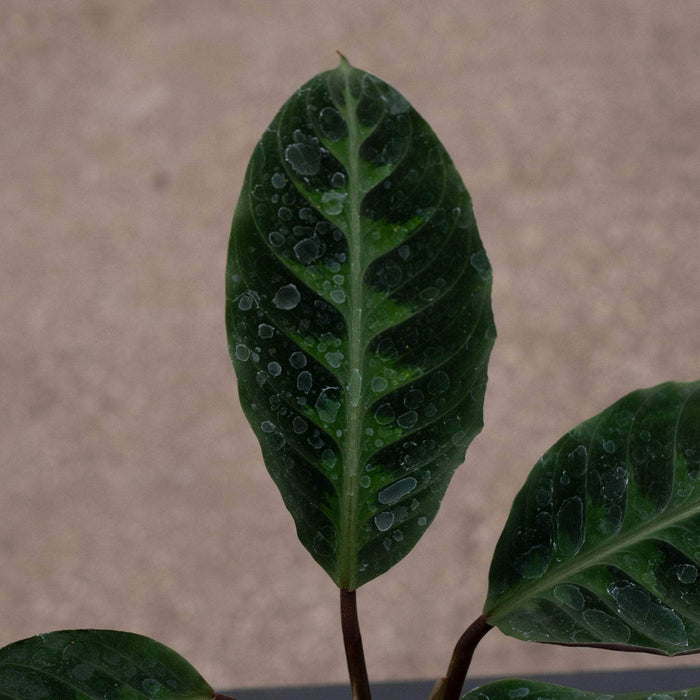 Gabriella Plants Other 4" Calathea warscewiczii "Jungle Velvet"