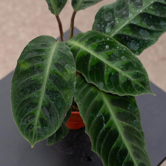 Gabriella Plants Other 4" Calathea warscewiczii "Jungle Velvet"