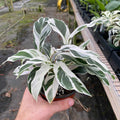 Gabriella Plants Calathea 4" Calathea 'Fusion White'