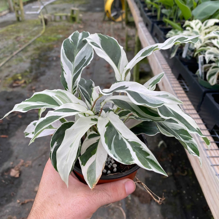 Gabriella Plants Calathea 4" Calathea 'Fusion White'