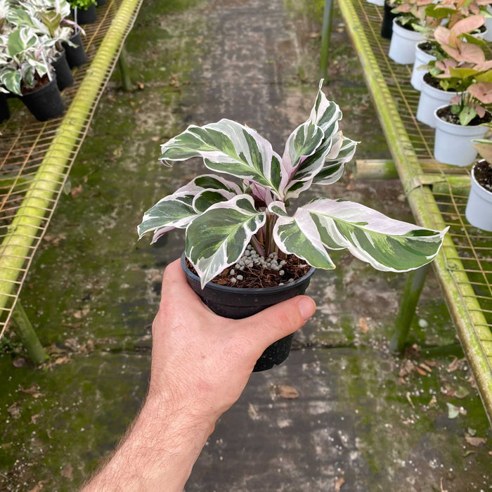 Gabriella Plants Calathea 4" Calathea 'Fusion White'