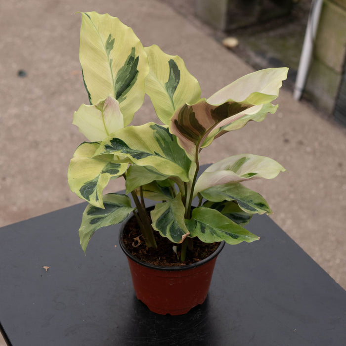 Gabriella Plants Other 4" Calathea 'Yellow Fusion'