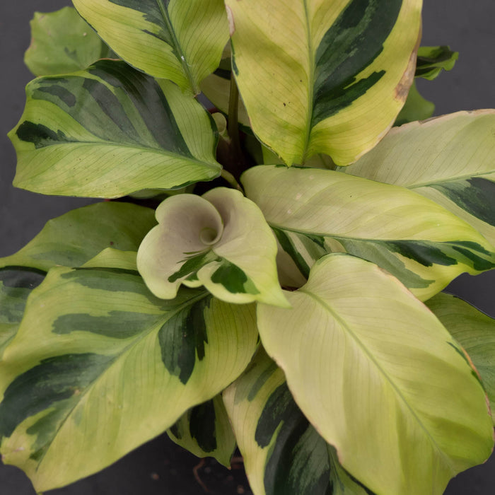 Gabriella Plants Other 4" Calathea 'Yellow Fusion'