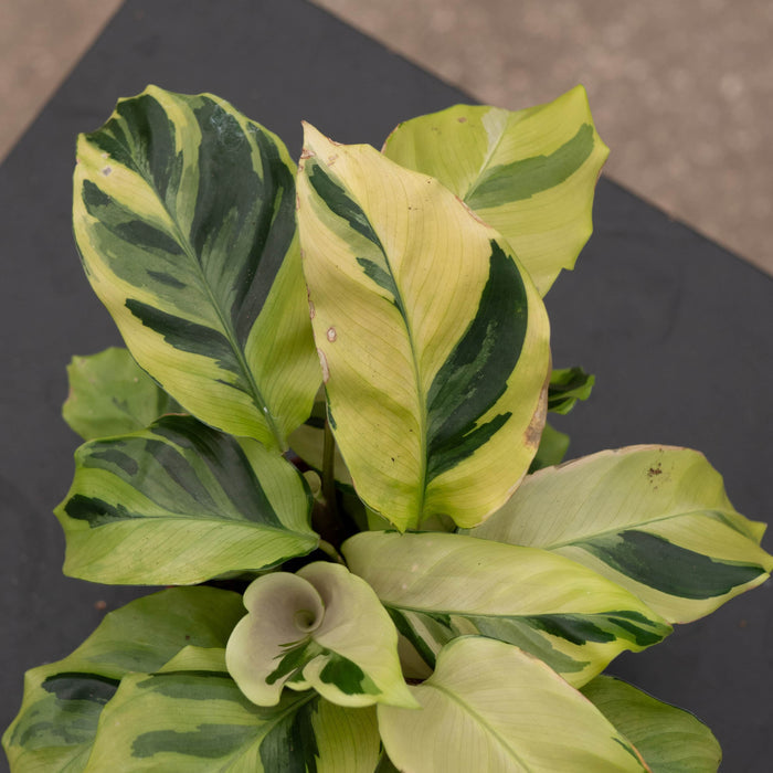 Gabriella Plants Other 4" Calathea 'Yellow Fusion'