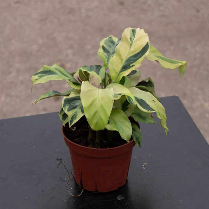 Gabriella Plants Other 4" Calathea 'Yellow Fusion'