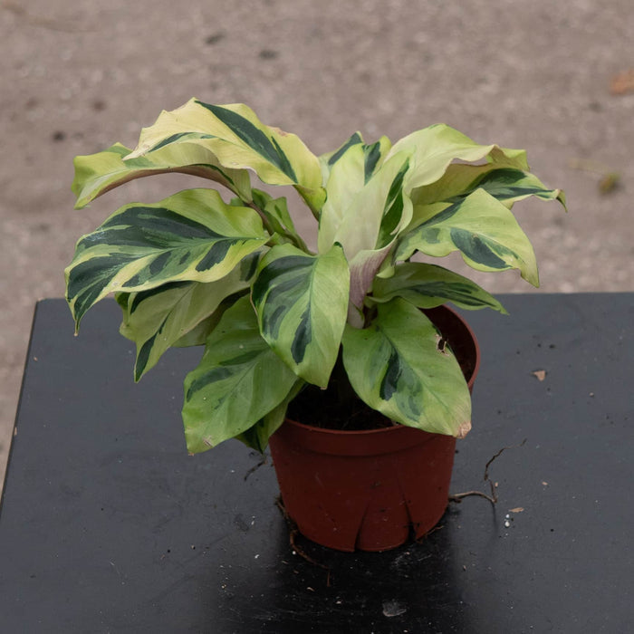 Gabriella Plants Other 4" Calathea 'Yellow Fusion'