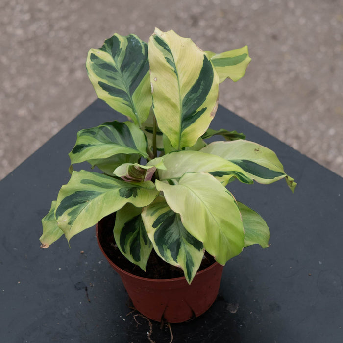 Gabriella Plants Other 4" Calathea 'Yellow Fusion'
