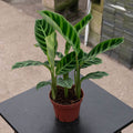 Gabriella Plants Other 4 Calathea zebrina