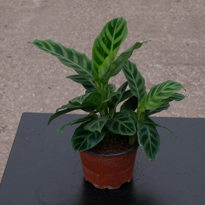 Gabriella Plants Other 4 Calathea zebrina