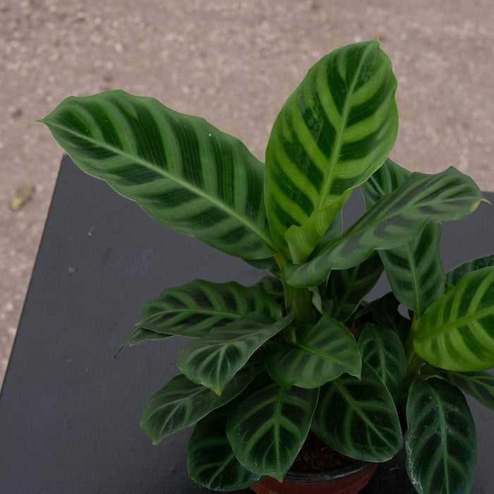Gabriella Plants Other 4 Calathea zebrina