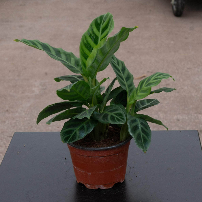 Gabriella Plants Other 4 Calathea zebrina