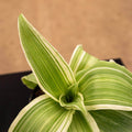Gabriella Plants Other 4" Callisia fragrans 'Variegata'