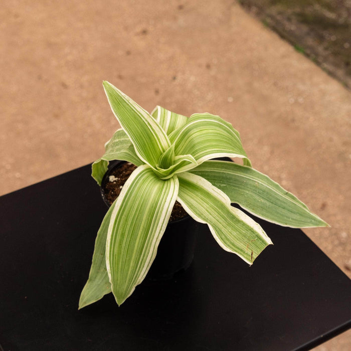 Gabriella Plants Other 4" Callisia fragrans 'Variegata'