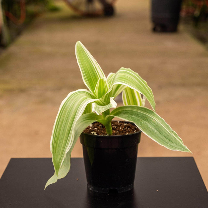 Gabriella Plants Other 4" Callisia fragrans 'Variegata'