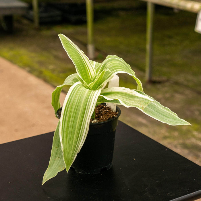 Gabriella Plants Other 4" Callisia fragrans 'Variegata'