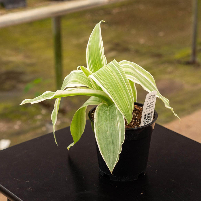 Gabriella Plants Other 4" Callisia fragrans 'Variegata'